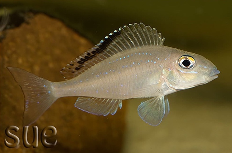 Xenotilapia spilopterus 'Chimba'